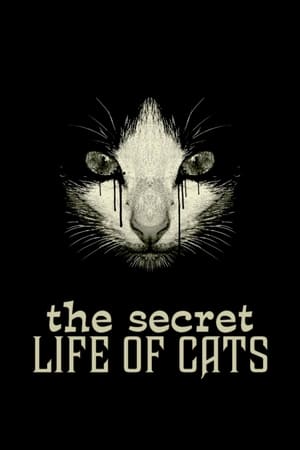 猫的秘密生活