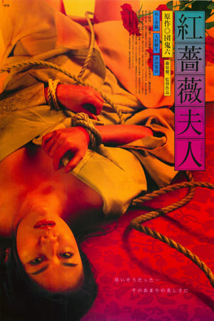 红蔷薇夫人